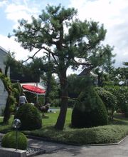 Kirchbühl Gärten GmbH Bild 10