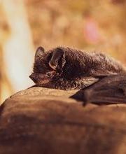 Bat Removal