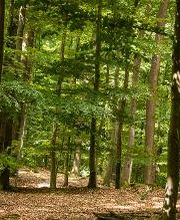 FriedWald Kisdorf Bild 7