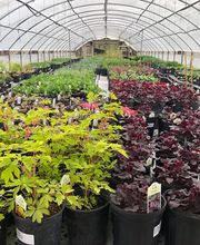 Whitetail Acres Nursery, Landscaping, and Reindeer Farm image 19