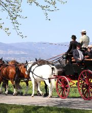 Reitstall Bühl Bild 6