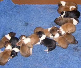 Collies vom Kaninchenhof Bild 2