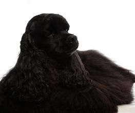 Animaux Loisirs image 2