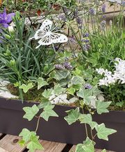 Rambert Fleurs image 20