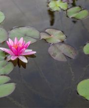 Engesser Gärten AG Bild 11