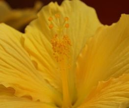 Blumen Eichenberger Horgen Bild 9