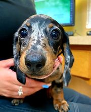 Foothills Animal Clinic image 2