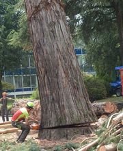 Pasinelli cura alberi Sagl Bild 3