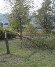 BC Service Élagage image 20