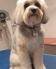 Mon Chien C'est Quelqu'un image 17