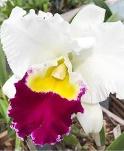 Orchidable di Andrea Martina Bild 14