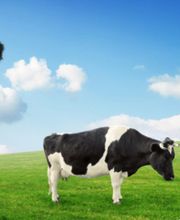 Buri AG Milchkühlanlagen Bild 1