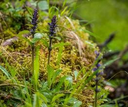 FriedWald Hegau Bild 8