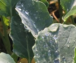 Plantas_Brocoli_Badajoz.jpg