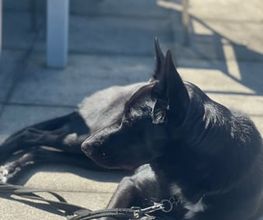 Focus Dogs Hundeschule KlG Bild 12