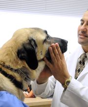 Lincoln Avenue Cat & Dog Hospital image 4