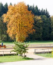 Wanderreitstation Gut Mischenried GmbH Bild 1