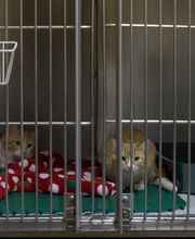 White Oak Veterinary Clinic image 3