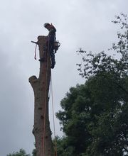 Nadrowski Baumdienst Bild 1