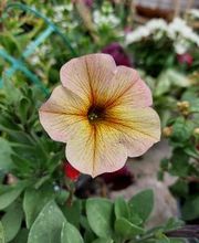 Bricomarché Pont-À-Mousson image 15