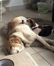 Hundetal Bild 3
