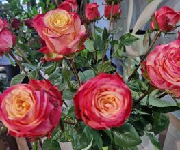 Test Fleurs image 18
