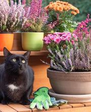 Lehstner Lädchen Bild 3