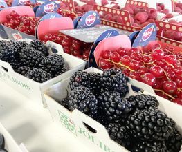 Interfruit image 15