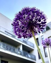 HONNEF Immobilien Bild 3