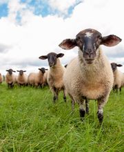 Stefanie Morlok Fotografie Bild 11