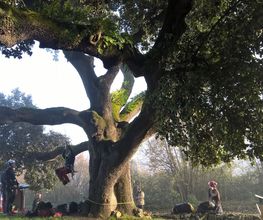 L'Arbre Remarquable image 3