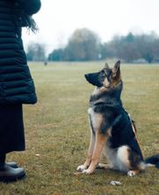 Hundeschule Wauschlau - Begleithundetraining	Begleithundetraining in der Hundeschule Wauschlau: Traditionelle Ausbildung mit Fokus auf Ausdauer, Beständigkeit und Ausstrahlung. Korrekte Positionen und freudiges Arbeiten machen Hund und Halter zu einem starken Team.