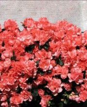 mis-flores-rosas-05.jpg