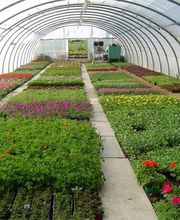 Gros Philippe (Ent) image 1