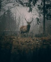 Forest Expert Solutions image 4