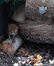 LM Nuisibles image 2