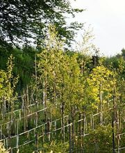 Pflanzencenter Fehr Bild 3