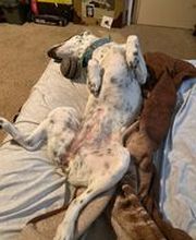 Parkwood Animal Hospital & Boarding image 12