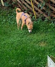 Hundebetreuung Oldies but Goldies Bild 14