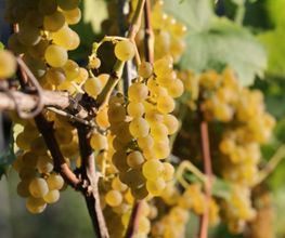 Bio Weingut Berghof Bild 3