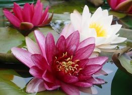 naturplan Landschaftsplanung Dipl.-Ing. S. Müllensiefen