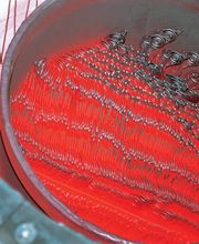 Bronner + Martin KG Gesenkschmiede Bild 2