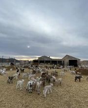 Grupo Bombón imagen 2