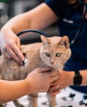 All Animals Veterinary Clinic image 7