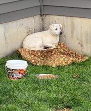 Middendorf Animal Hospital & Laser Centre image 12