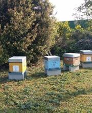 Abeille De Ré image 3