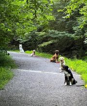 Focus Dogs Hundeschule KlG Bild 10