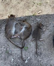 Dérat Guêpe 26 image 2