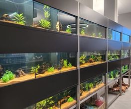 Aquarium Seerose, Zoofachgeschäft S. Leuch Bild 3