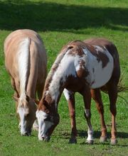 Birkenhof Pferdepension Bild 13